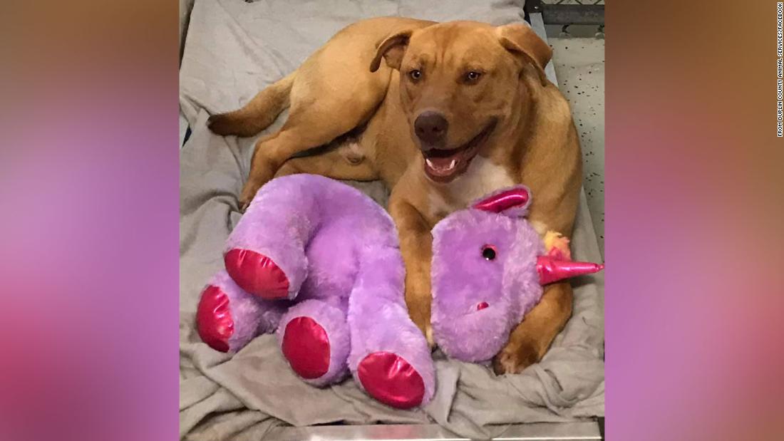 A stray dog kept stealing a stuffed unicorn from a Dollar General, so animal control bought it for him