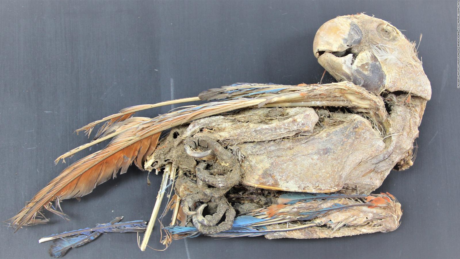 These ancient Americans mummified parrots. No one knows why - CNN