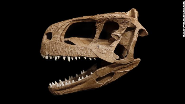 Newly discovered T. rex lookalike with an unusual skull terrorized Patagonia 80 million years ago