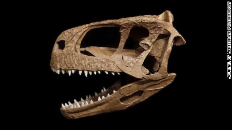 A reconstruction of the dinosaur&#39;s skull. 