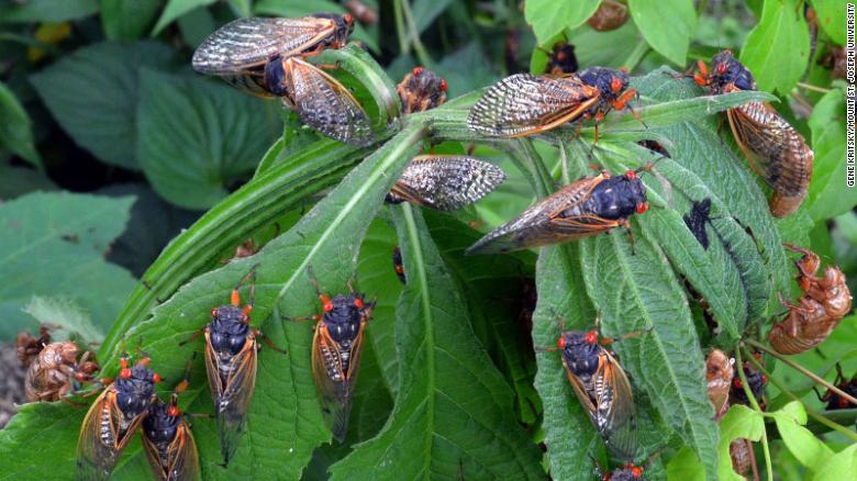 Brood X is almost here. Billions of cicadas to emerge in eastern US