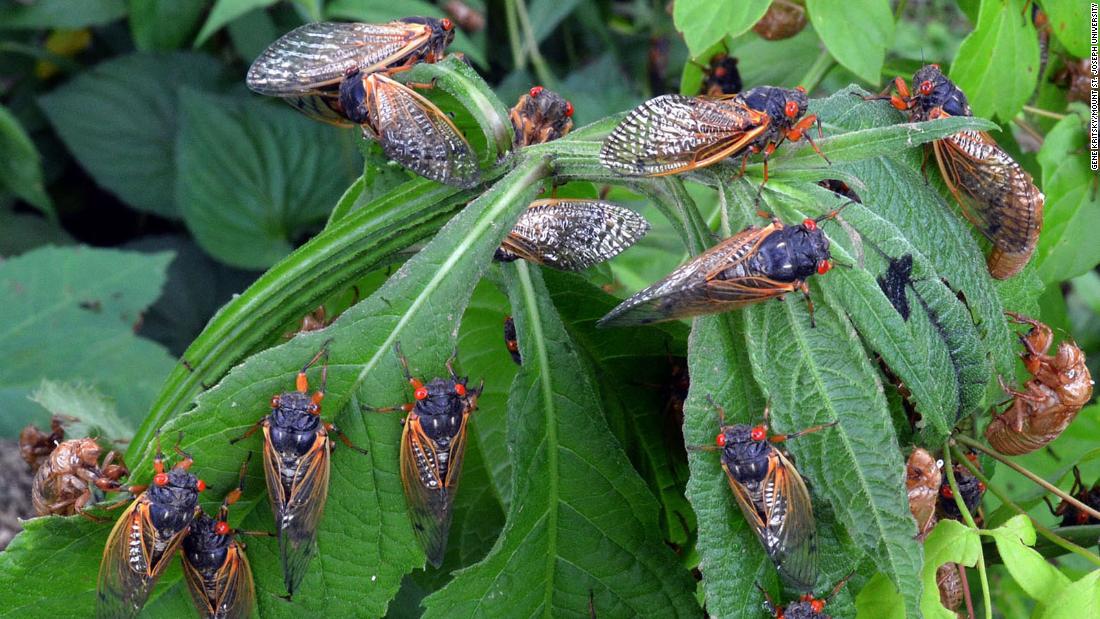 'BroodX' Cicadas set to reemerge in Eastern U.S. this spring after 17