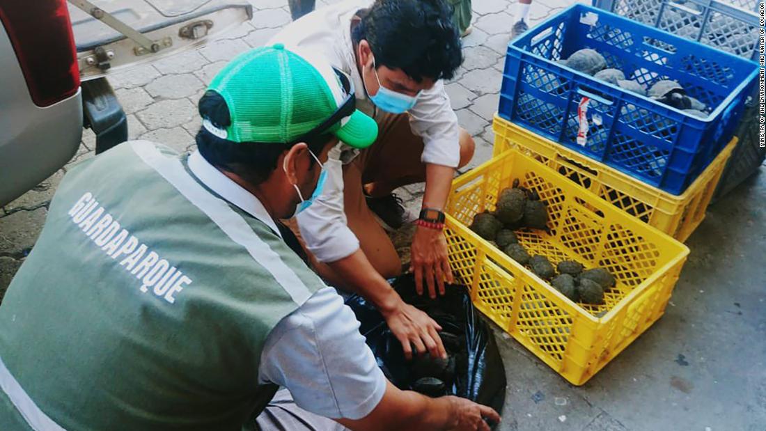Galapagos airport officials find 185 baby tortoises hidden in a suitcase
