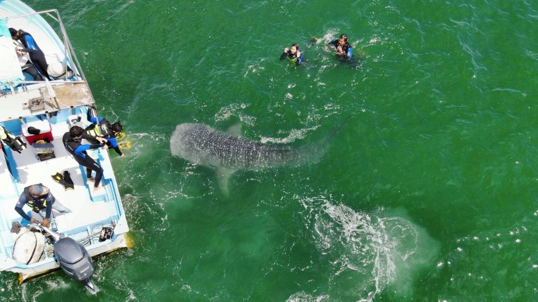 Mira a los tiburones ballena nadar con turistas en San Blas, México ...