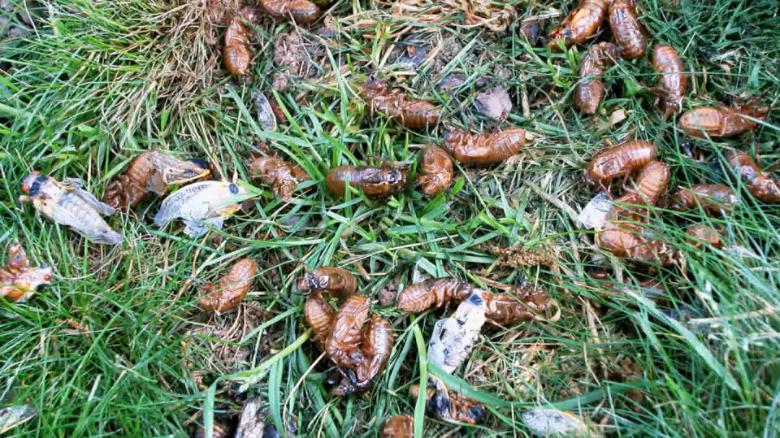 Billions of cicadas are about to emerge. Here's what to expect