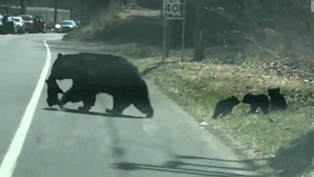 Mama bear's struggle with cubs looks hilariously familiar CNN Video