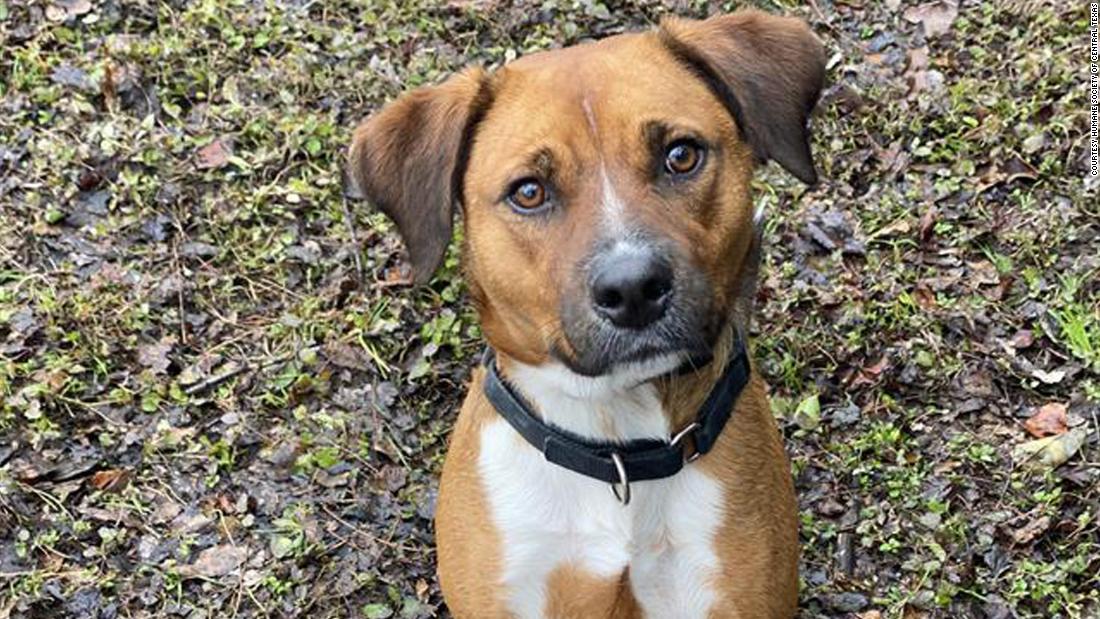 Meet Rusty. He has spent half of his dog life in an animal shelter