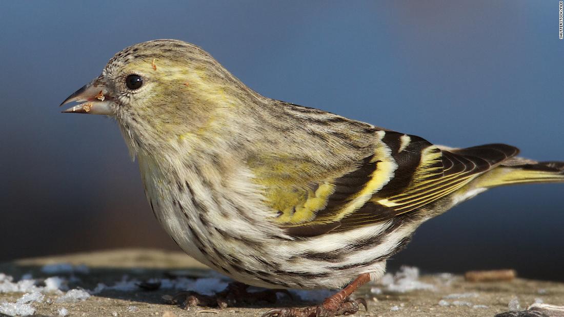 Las infecciones por salmonela en 8 estados podrían estar relacionadas con pájaros cantores silvestres, dicen los CDC