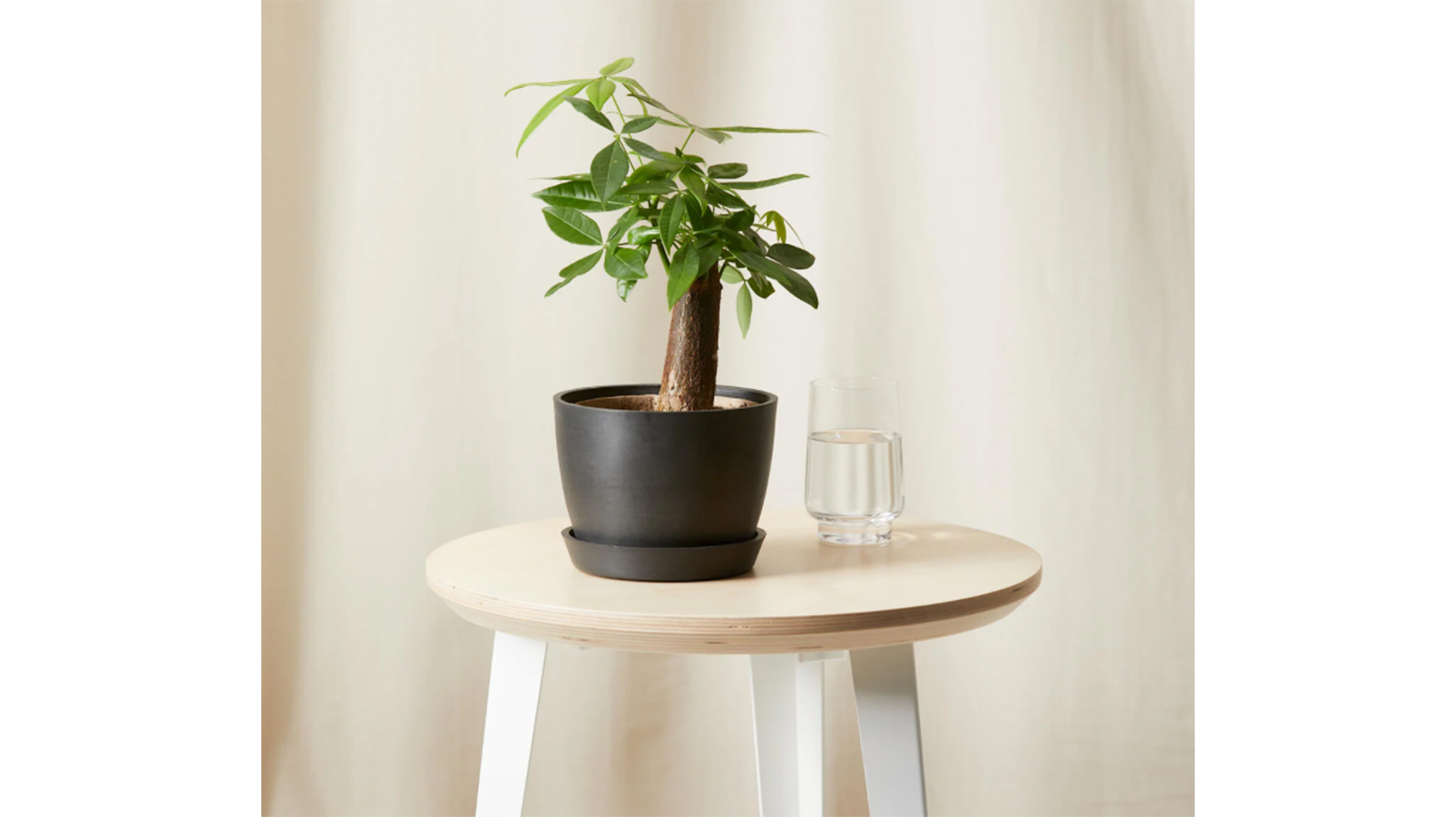 Best Indoor Plants For Beginners Cnn Underscored