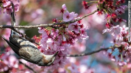 3月23日、東京の公園で桜の隣に新しい一匹が見えます。 桜は予定より約2週間前倒し毎年開花し始めました。