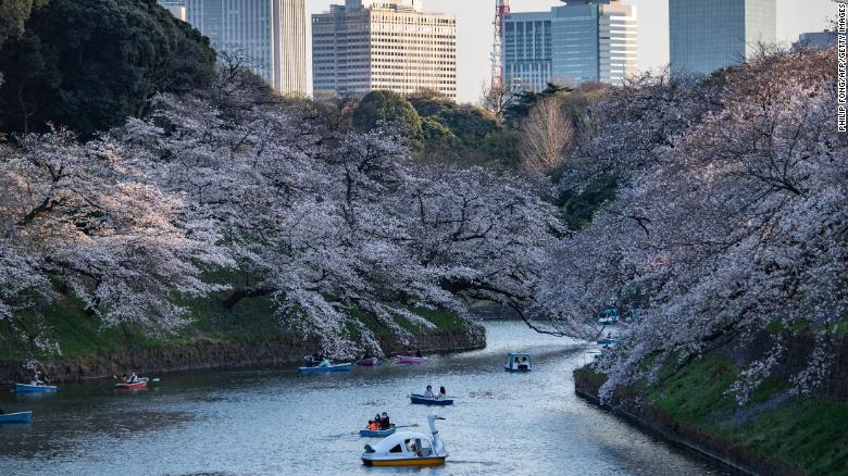 Cherry blossoms at Kitanomaru Park in Tokyo, Japan, on March 23.
