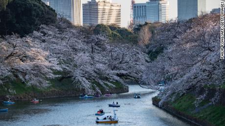 3月23日、日本の東京北の丸公園の桜。