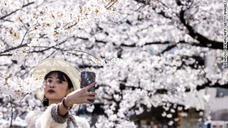 Japan just recorded its earliest cherry blossom bloom in 1,200 years. Scientists warn it&#39;s a symptom of the larger climate crisis