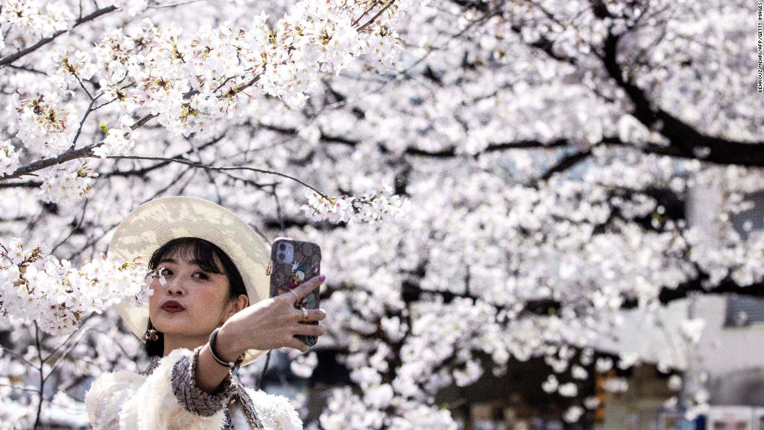 日本は1200年に最も速い桜開花を記録した。 科学者たちは、これがより大きな気候の危機の症状と警告し