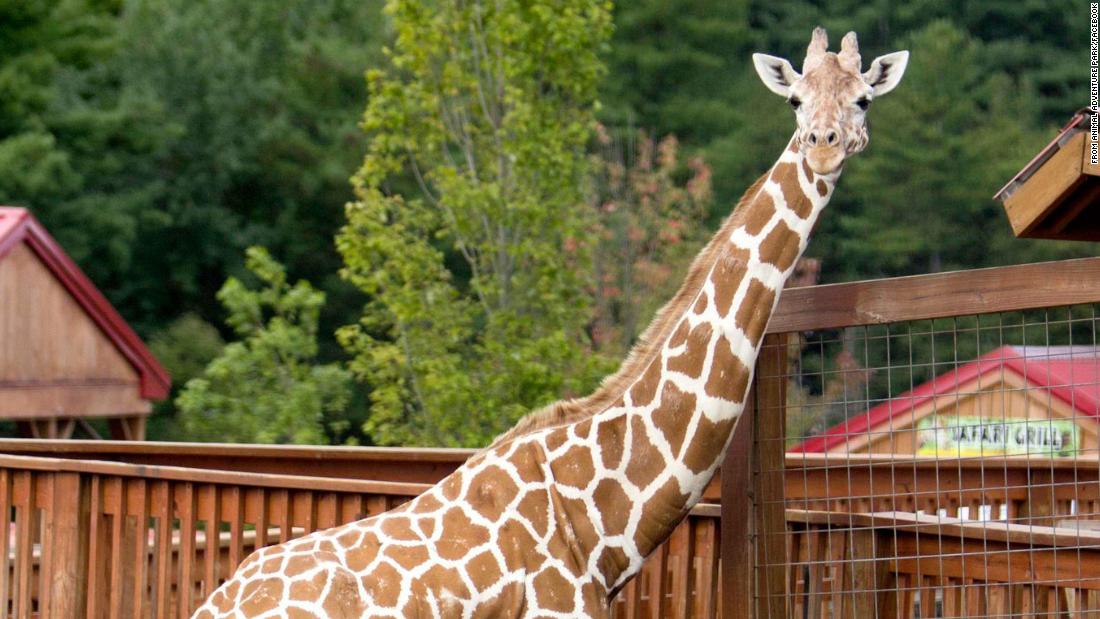 April is the giraffe, which in 2017 became a worldwide sensation for childbirth