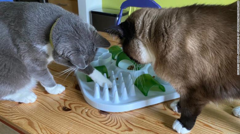 Get cats a new toy or food puzzle to keep them entertained as they adjust to less human interaction. Look how engrossed Soren and Willow are.