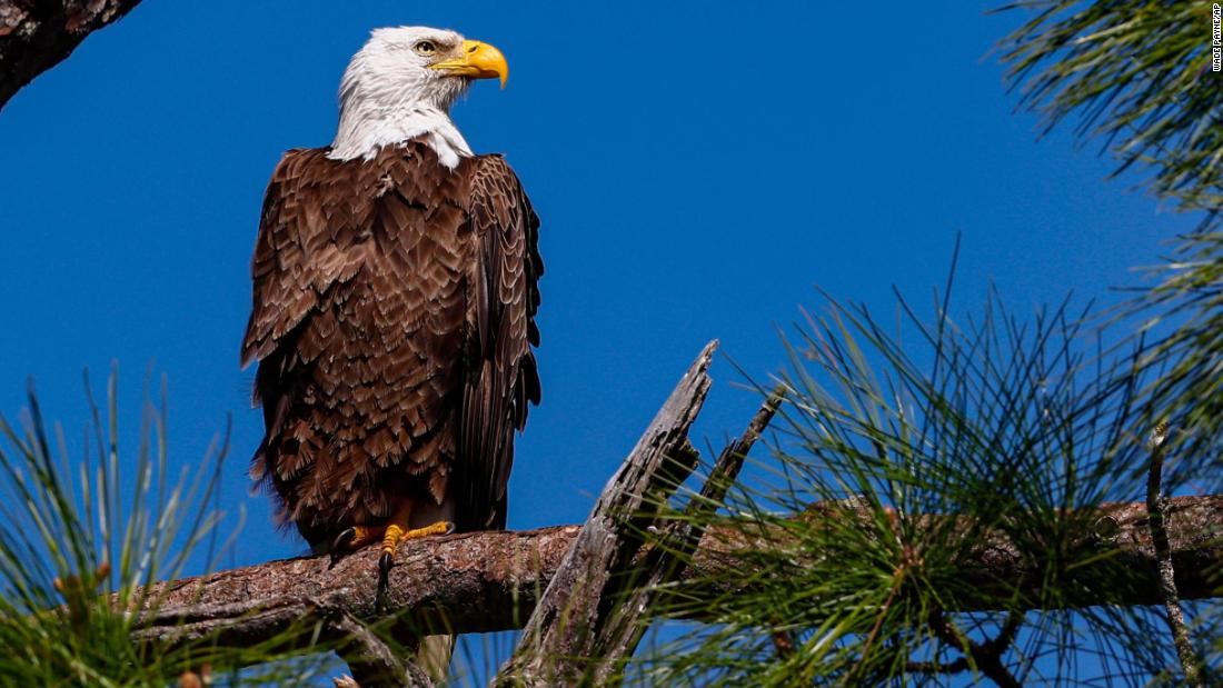 Rat poison found in over 80% of bald eagles in a US study