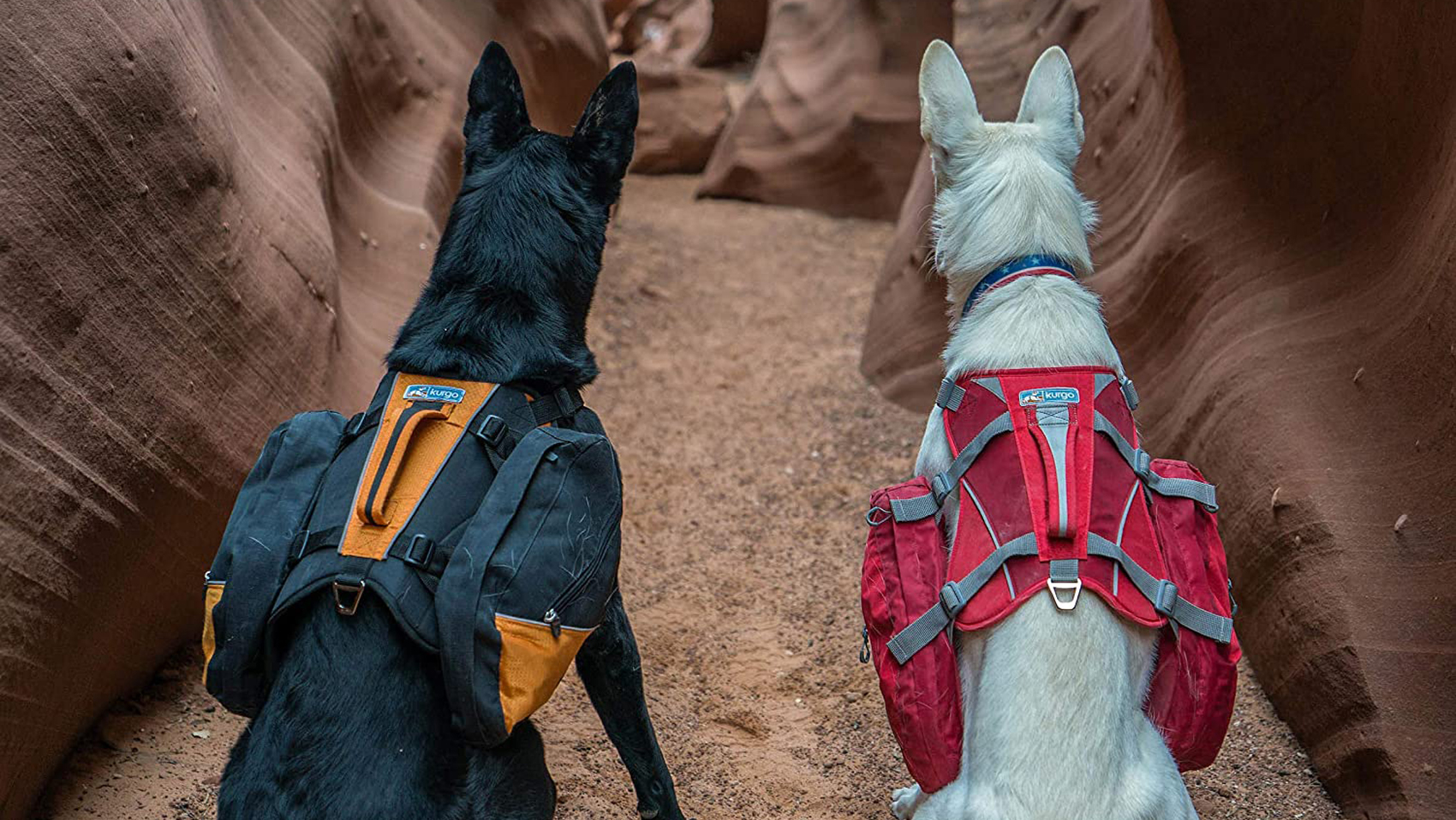 unique dog collars and leashes