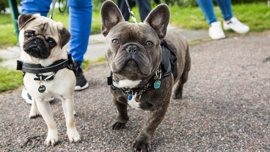 Vet-approved collars and leashes that will make walking your dog so much easier