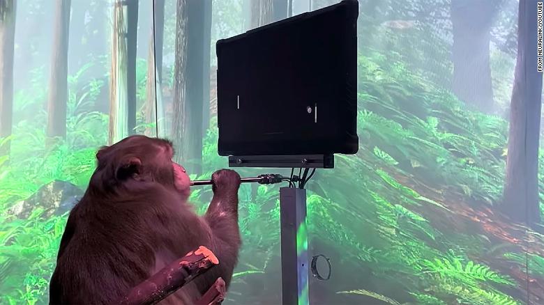 Elon Musk's company says this monkey is playing Pong with his mind