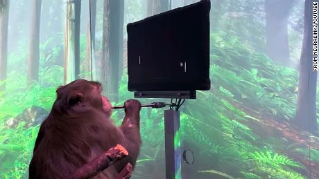Elono Musko ir „Neuralink“ teigimu, beždžionės gali žaisti tenisą naudodamos tik savo protą 