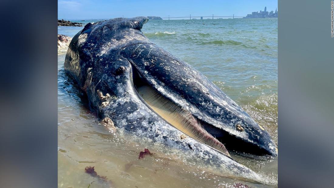 Four gray whales have been found dead in California's Bay Area within eight days - CNN 