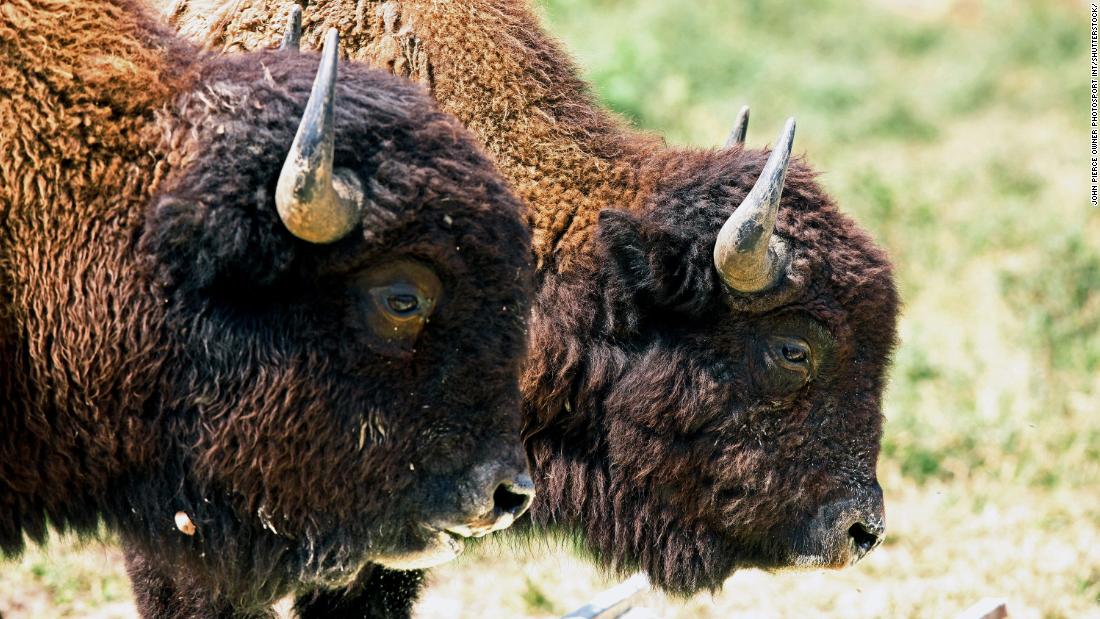 The Steppe bison was an important part of England&#39;s ecosystem until the giant mammals went extinct around &lt;a href=&quot;https://edition.cnn.com/2020/07/12/world/wild-bison-return-uk-wildlife-trnd/index.html&quot; target=&quot;_blank&quot;&gt;10,000 years ago&lt;/a&gt;. Now, Kent Wildlife Trust is leading a project to bring back its close relative, the European bison. The UK is one of the world&#39;s most &lt;a href=&quot;https://www.wwf.org.uk/future-of-UK-nature&quot; target=&quot;_blank&quot;&gt;nature-depleted countries&lt;/a&gt;, and the project hopes that as &quot;ecosystem engineers&quot; the bison will help to revive Kent&#39;s ancient woodland. The first herd is due to be released into woods near Canterbury in 2022. 