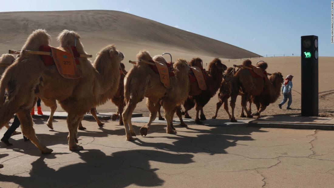 Camels get their own traffic signal in China | CNN Travel