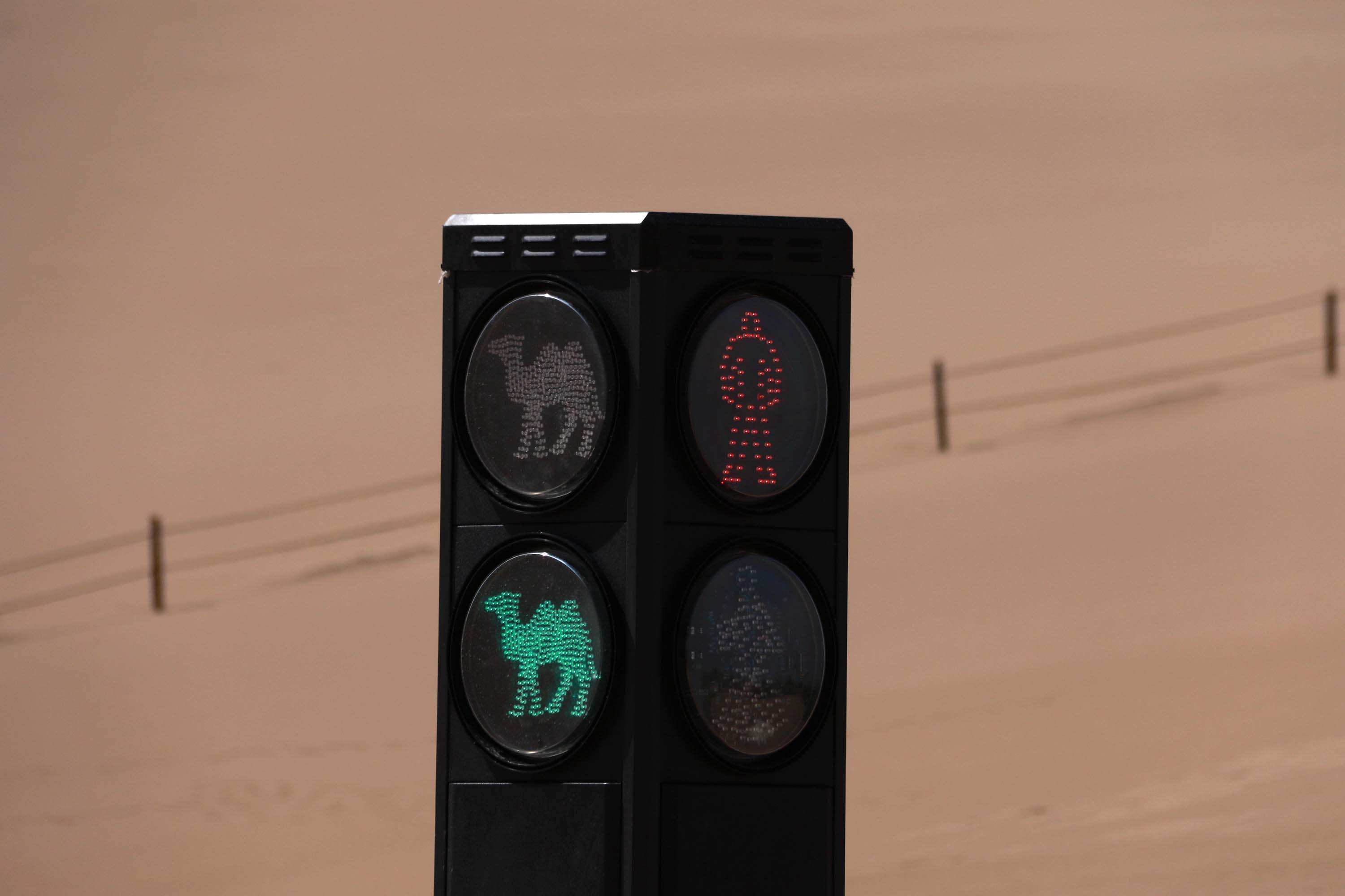 Camels get their own traffic signal in China | CNN Travel