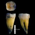 03 early modern humans neanderthals