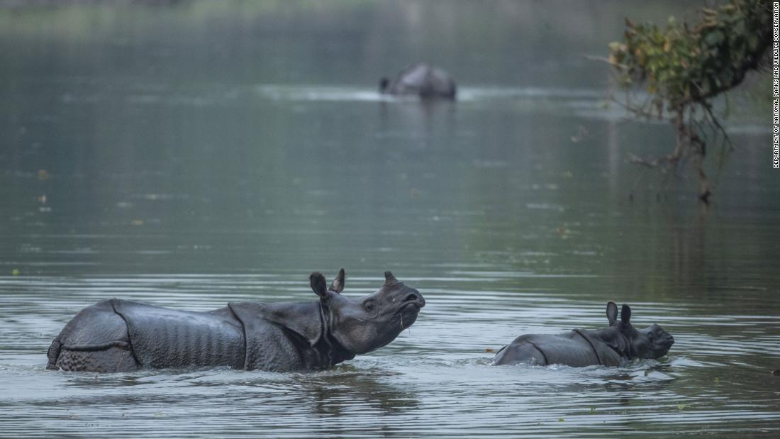 Nepal's rhino population grows to highest in decades as pandemic pauses tourism