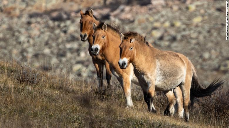 One of the most iconic reintroduction success stories, Przewalski&#39;s horse went extinct in the wild in the 1960s, but were returned to the Mongolian steppe in 1992.