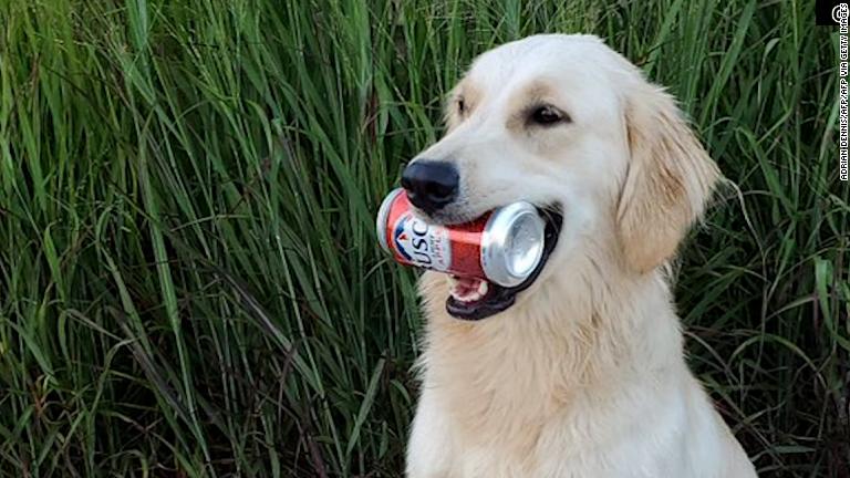 cuánto puedes ganar siendo dueño de un dogtopia