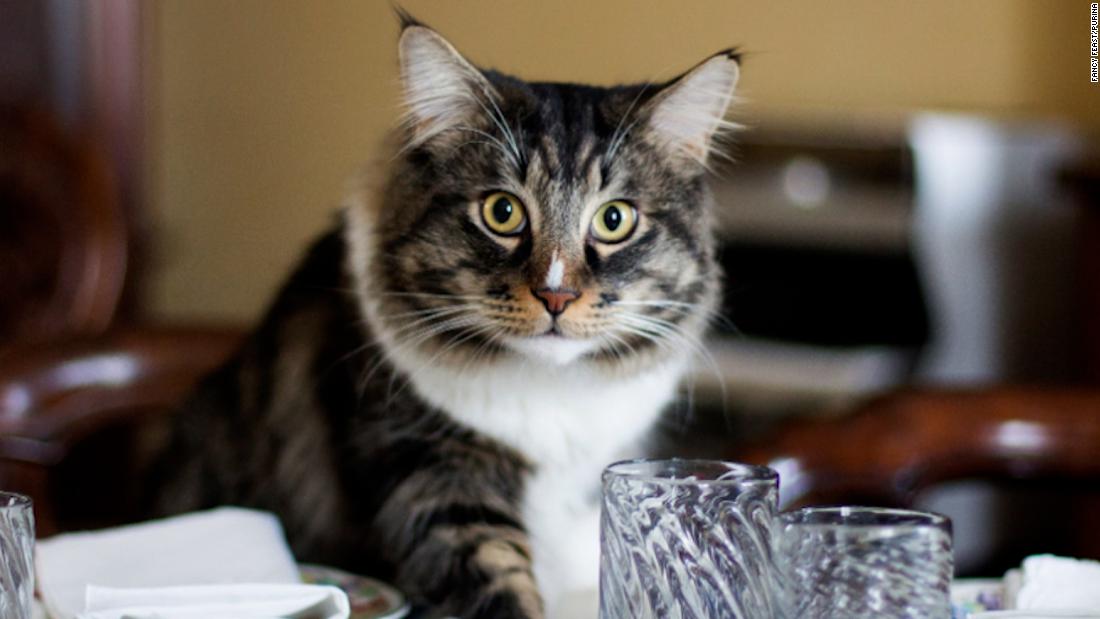 Cat food company makes a cookbook ... for humans