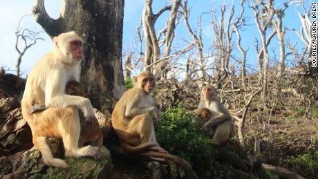 These monkeys formed an unlikely friendship after Hurricane Maria wrecked their home 