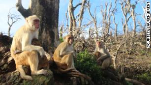 Curious monkeys share our thirst for knowledge : News Center