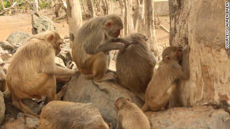 The monkeys groom each other as a way to bond with one another.