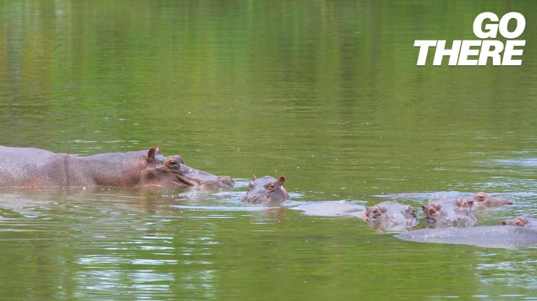 &#39;If I say run, you run.&#39; CNN goes searching for Pablo Escobar&#39;s hippos.