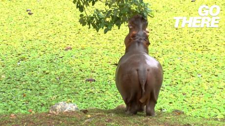 Tapping into the forces behind Colombia's hippo crisis