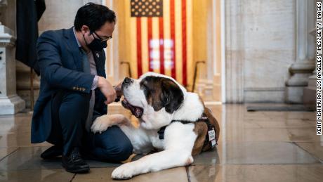 Comfortable dogs find bipartisan support on Capitol Hill