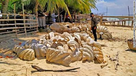 The haul of illegal giant clam shells is the biggest in the region, according to the coast guard.