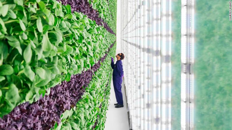 A giant, indoor vertical farm aims to bring jobs and fresh produce to Compton