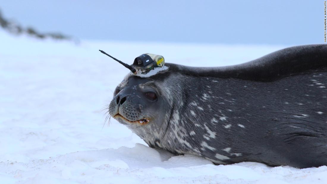 Antarctic seals are helping scientists learn more about melting glaciers