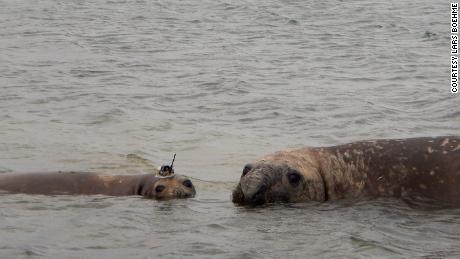 The project run by the Seal Mammal Research Unit at St. Andrews University tags Weddell and southern elephant seals.