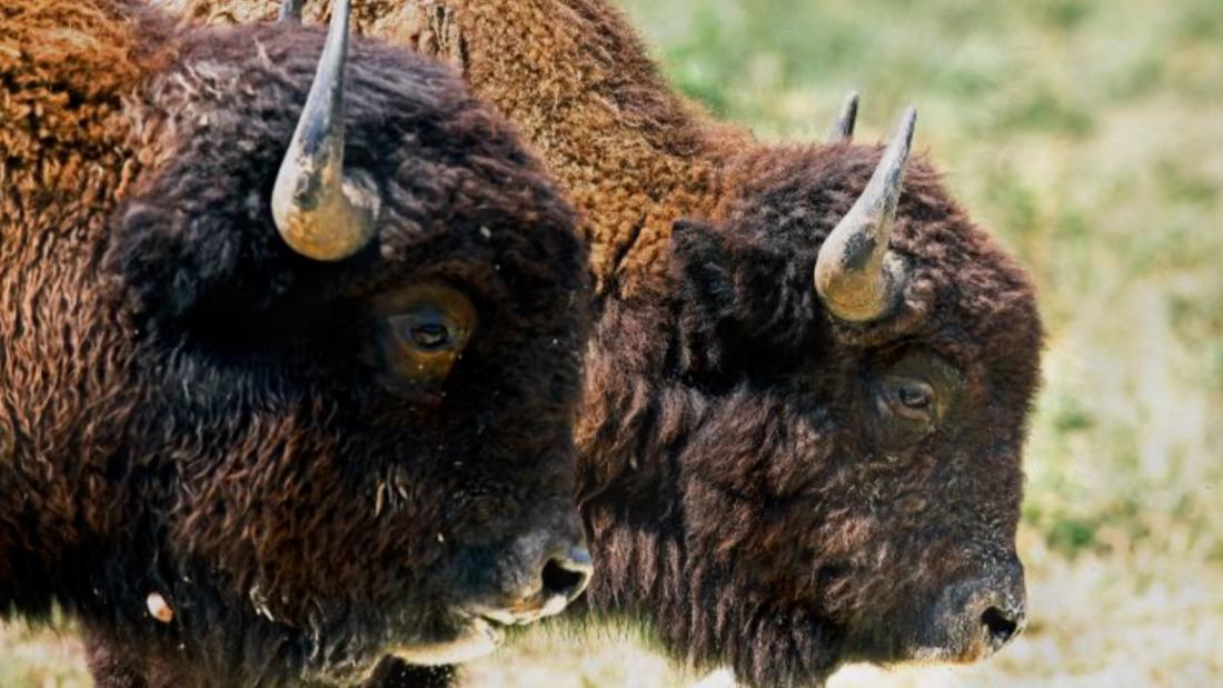 Animales extintos en la naturaleza y criados en cautiverio regresan a ...