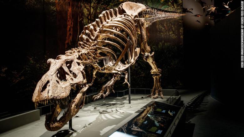 Tyrannosaurus rex walked surprisingly slowly, new study finds