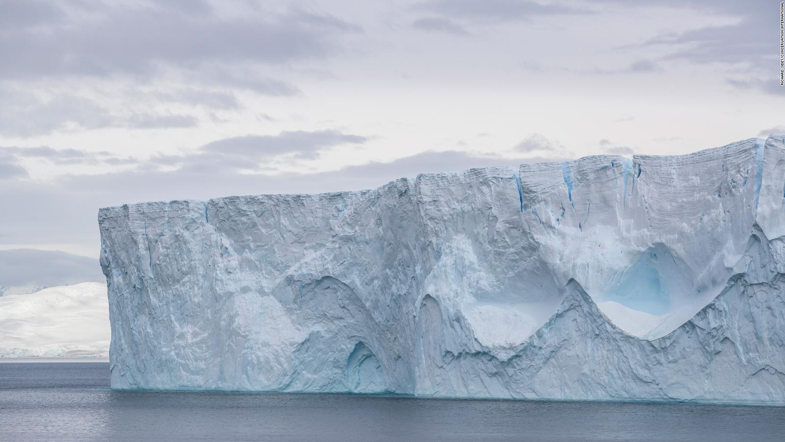 Blue Nature Alliance Aims To Restore 7 Million Square Miles Of Ocean In 