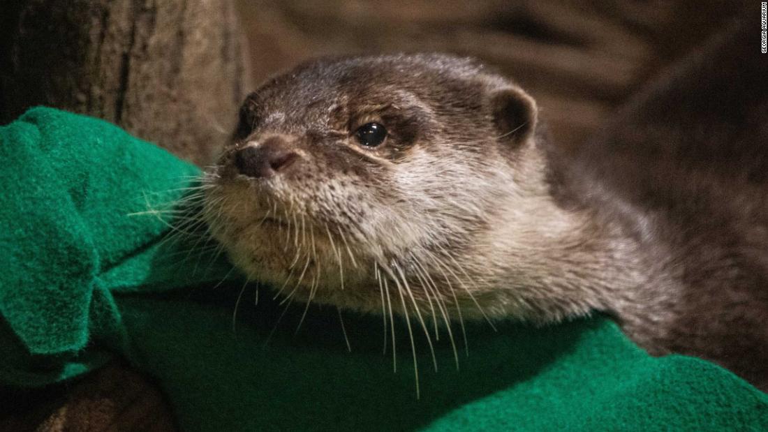Otters at Georgia Aquarium test positive for coronavirus
