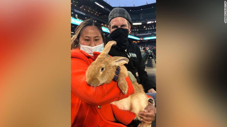 Bunny attends baseball game and everyone is in love with it