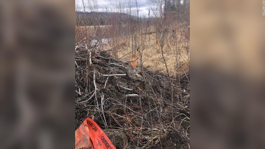 Bevers kauwden op een kabel en sloten het internet af voor honderden mensen in een Canadese stad